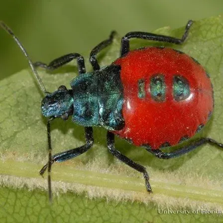 thumbnail for publication: Florida Predatory Stink Bug (unofficial common name), Euthyrhynchus floridanus (Linnaeus) (Insecta: Hemiptera: Pentatomidae)
